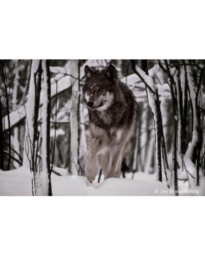 BW128 Timber wolf