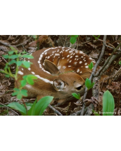 BW136 Newborn fawn