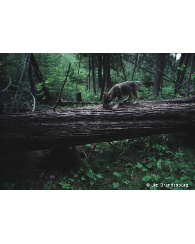 BW141 Wolf pup on log