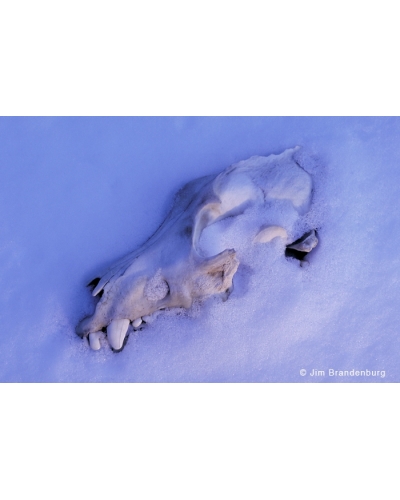 BW145 Wolf skull in snow
