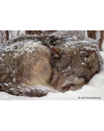 BW147 Wolf lying in snow