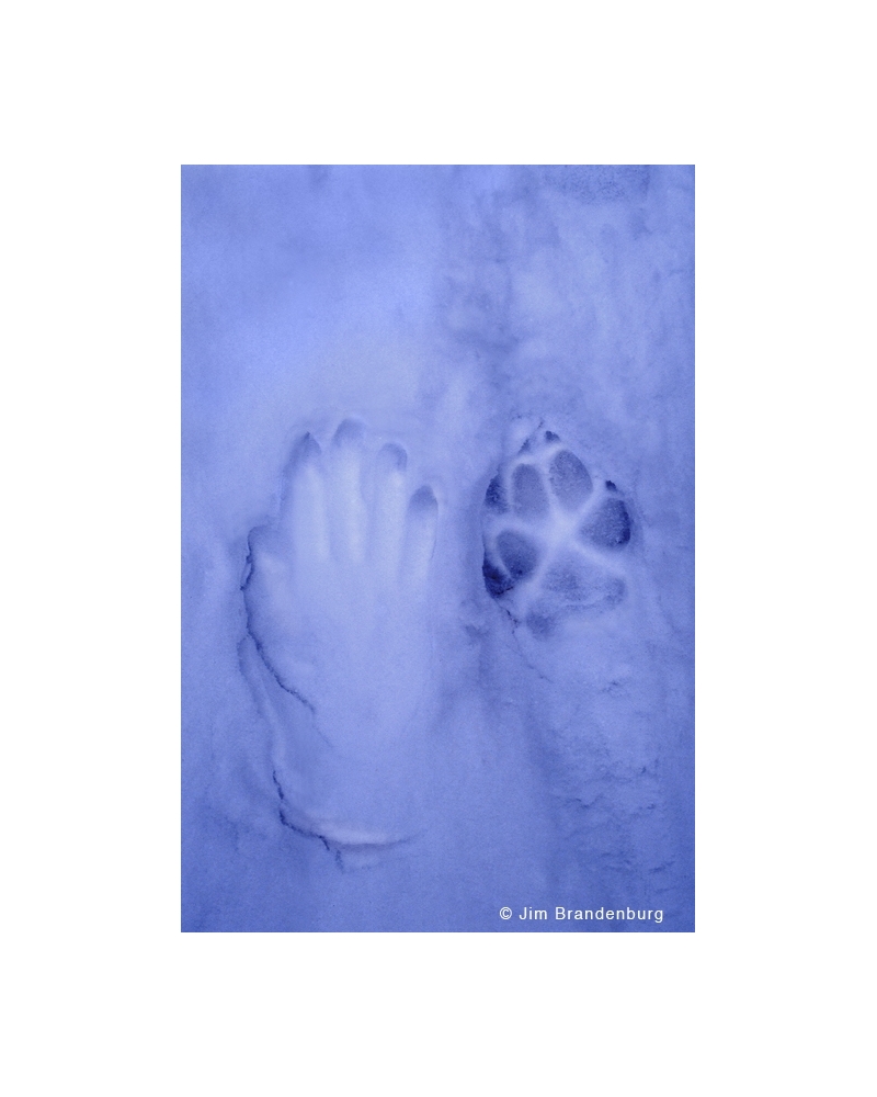 BW160 Hand and wolf prints