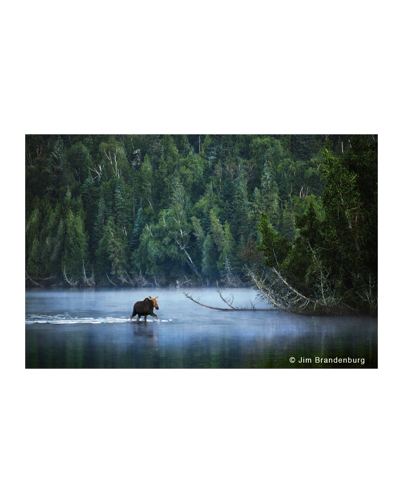 NW527 Isle Royale moose