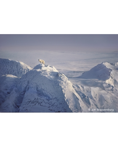 AR15 Arctic wolf on iceberg, Ellesmere