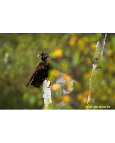 Day4 Turkey vulture