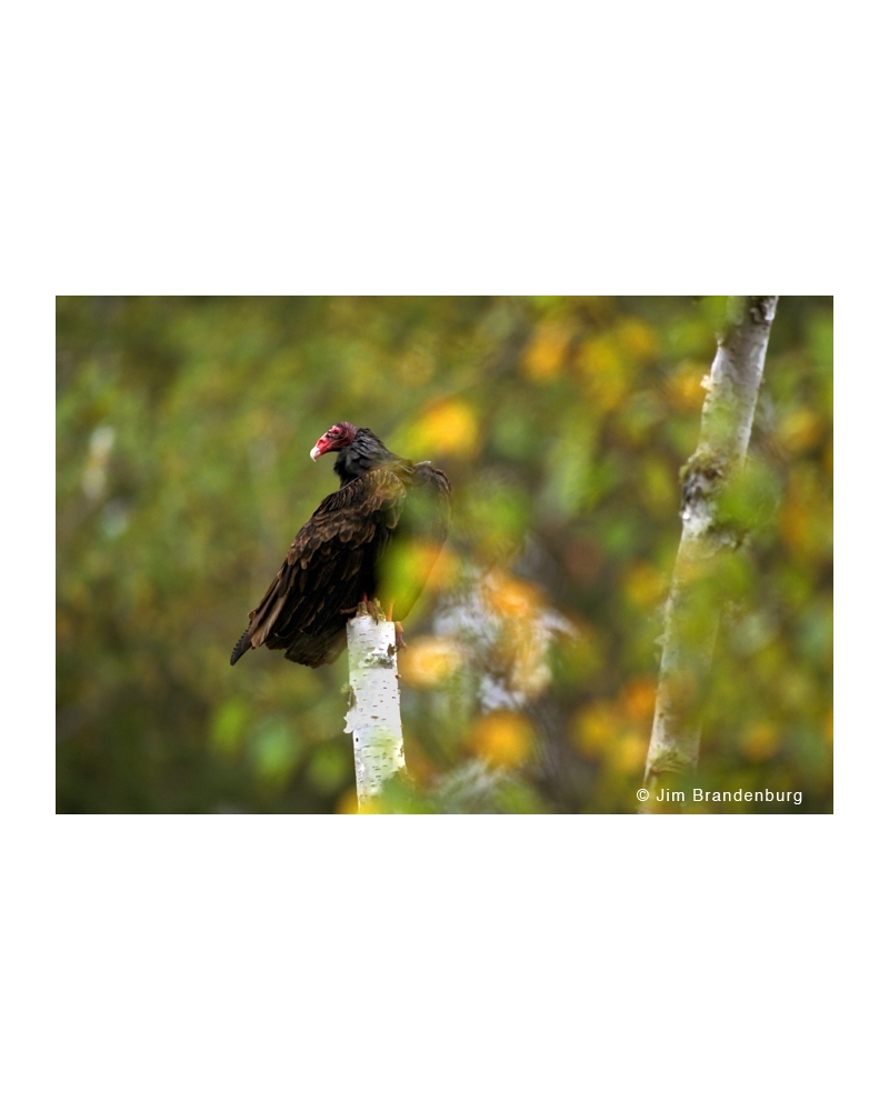 Day4 Turkey vulture