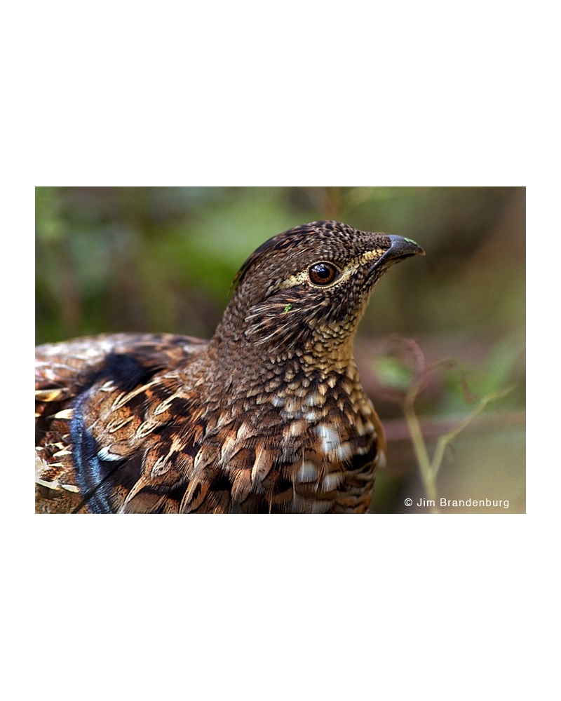 Day6 Ruffed grouse