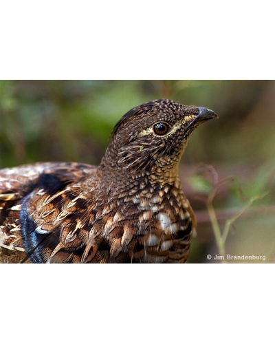 Day6 Ruffed grouse