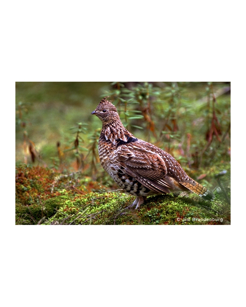 Day8 Ruffed grouse on moss