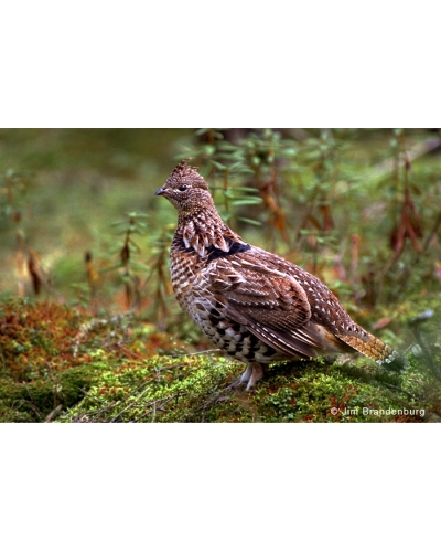 Day8 Ruffed grouse on moss