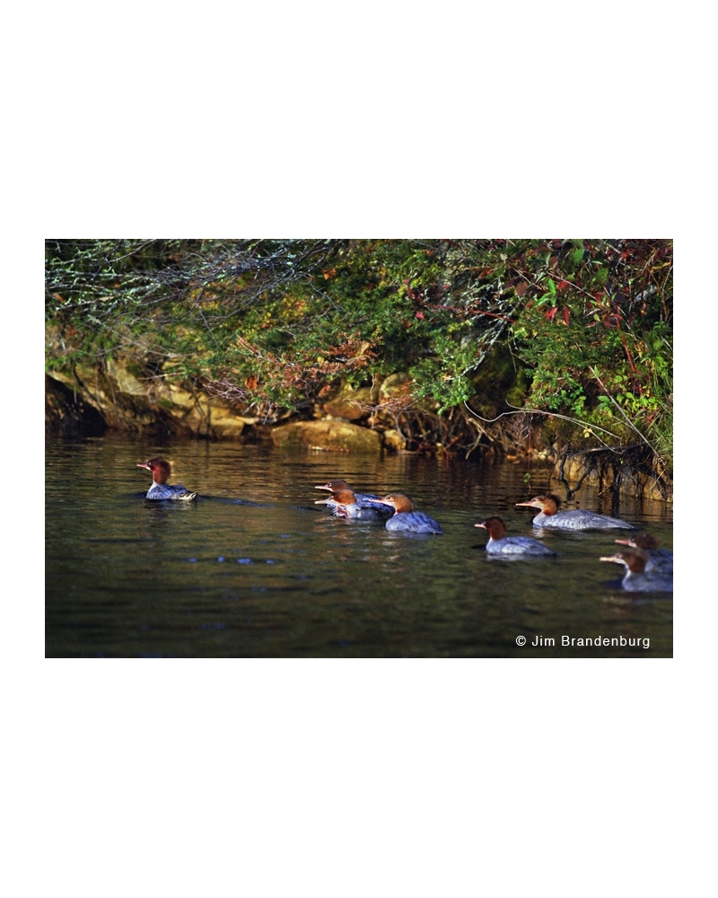 Day9 Common mergansers