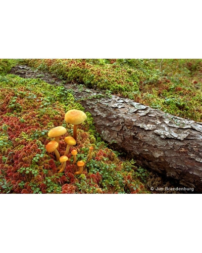 Day11 Mushrooms on moss