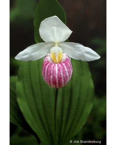 NW532 Showy ladyslipper