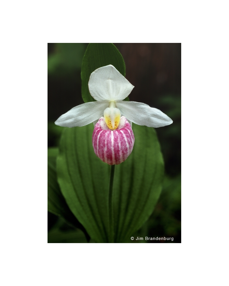 NW532 Showy ladyslipper