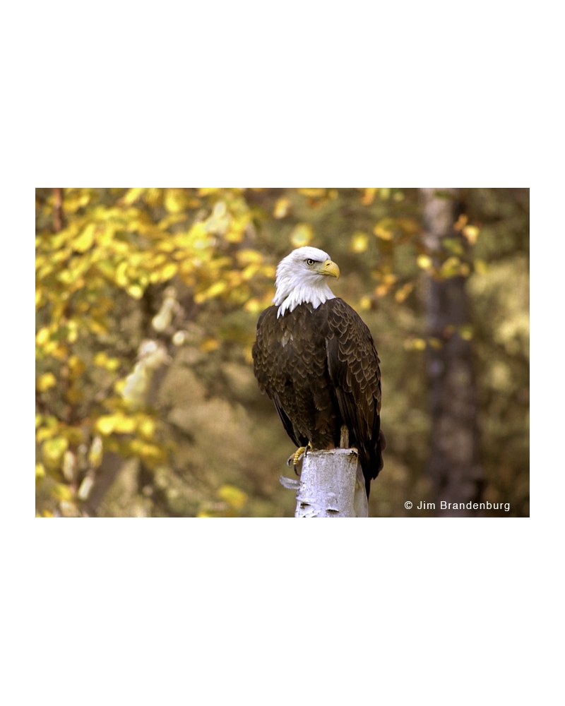 Day14 Bald eagle