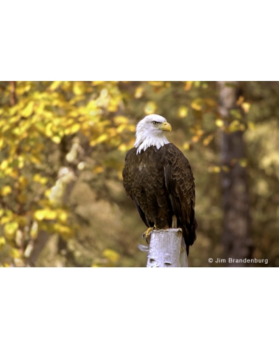 Day14 Bald eagle