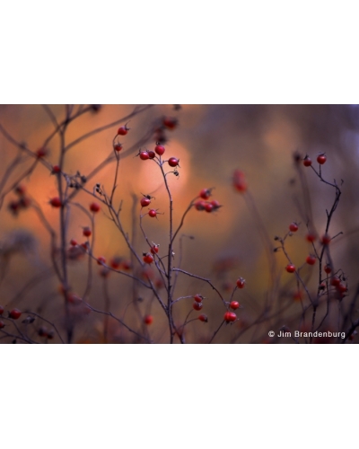 Day19 Rosehips