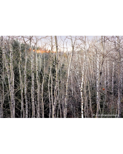 Day21 Aspen trees