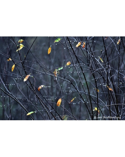 Day30 Willows and rain