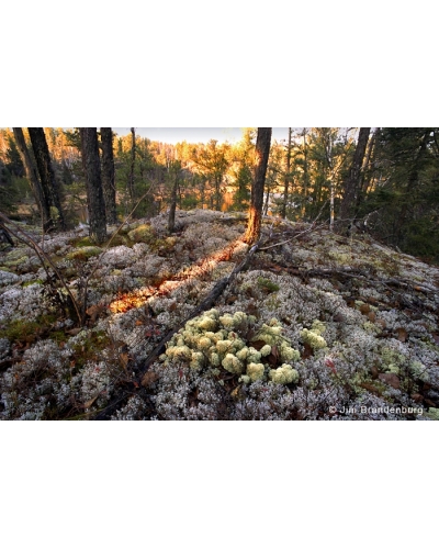 Day33 Reindeer moss