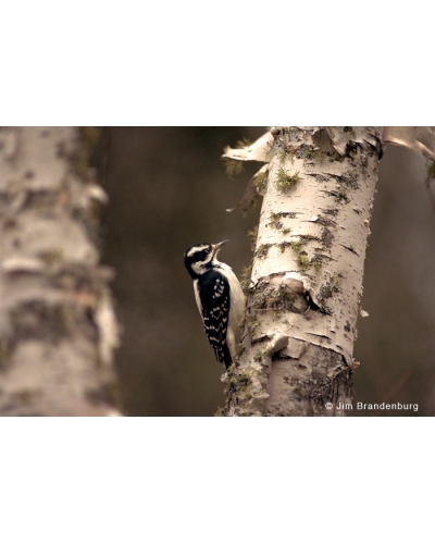 Day41 Hairy woodpecker