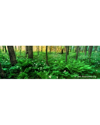NW539 Trillium woods