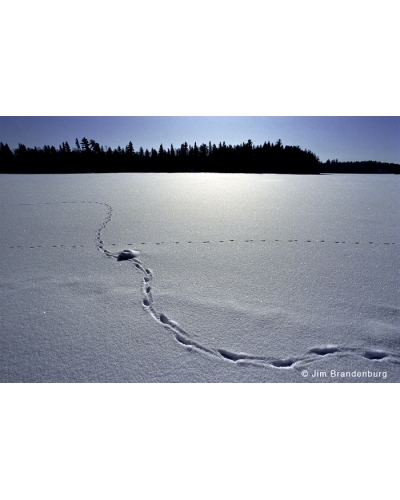Day69 Fox tracks on Lake One