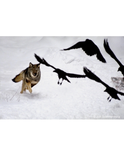 Day78 Wolf chases ravens