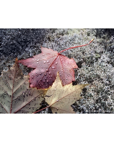 NW558 Maple leaves on moss