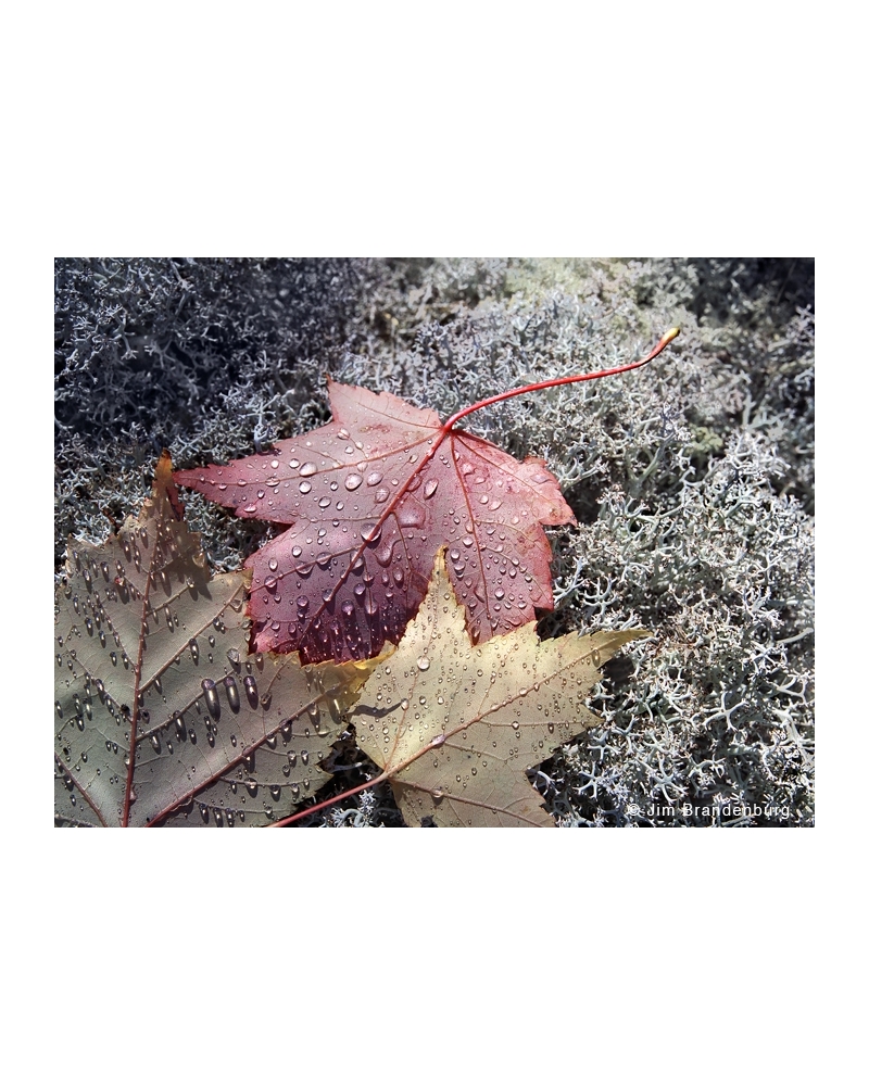 NW558 Maple leaves on moss