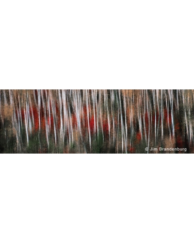 NW562 Birch abstract