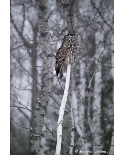 NW563 Great grey owl -birch