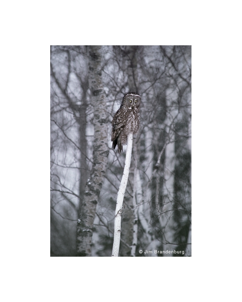 NW563 Great grey owl -birch