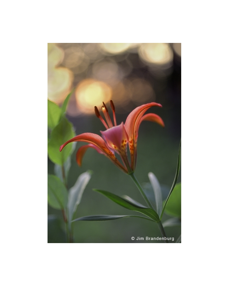 NW573 Wood lily