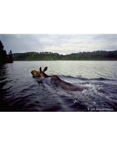 NW575 Moose swim