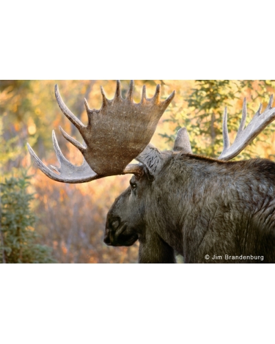 NW577 Large bull moose