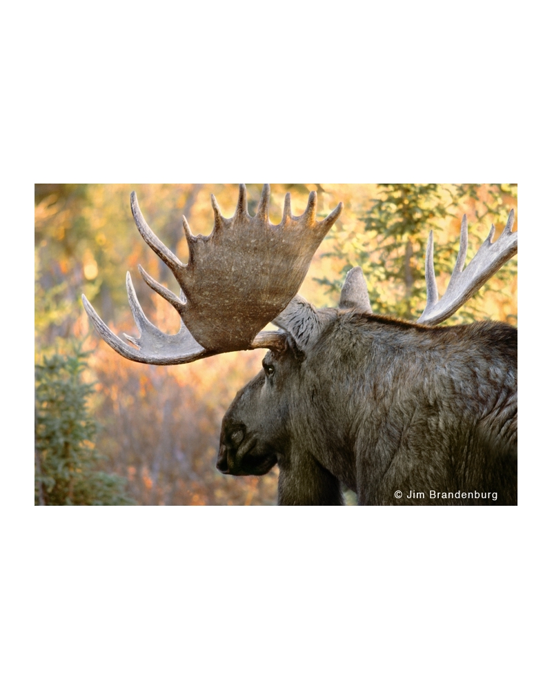 NW577 Large bull moose