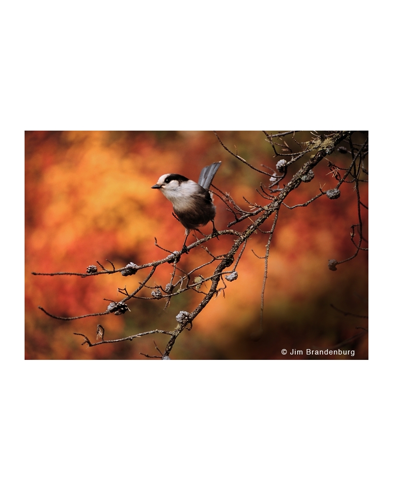 NW587 Gray jay in autumn