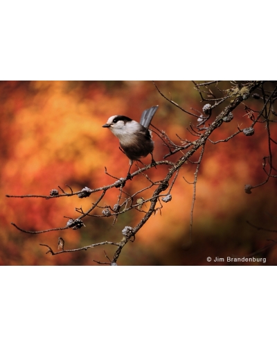 NW587 Gray jay in autumn