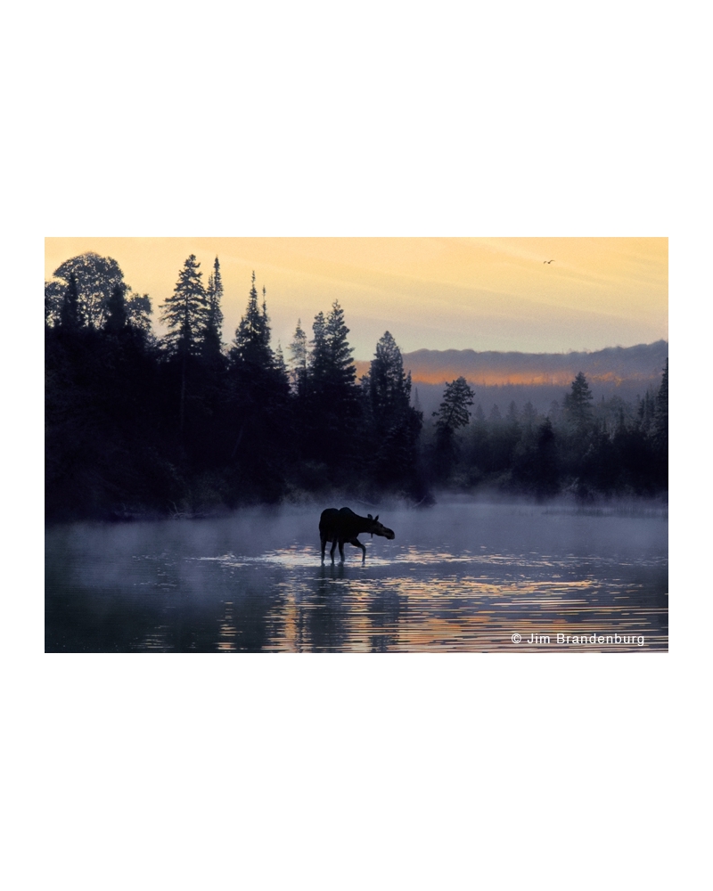 NW588 Cow moose blue fog