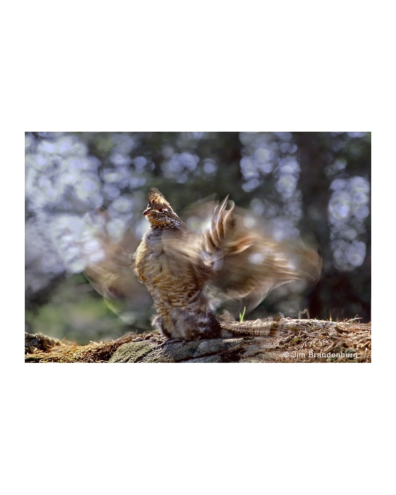 NW591 Ruffed grouse drumming