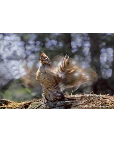 NW591 Ruffed grouse drumming