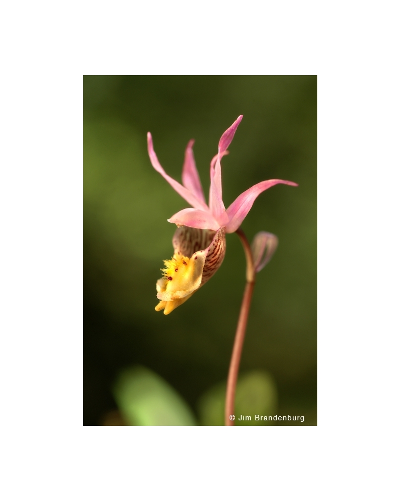 NW595 Calypso orchid