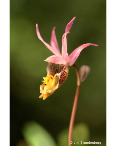 NW595 Calypso orchid