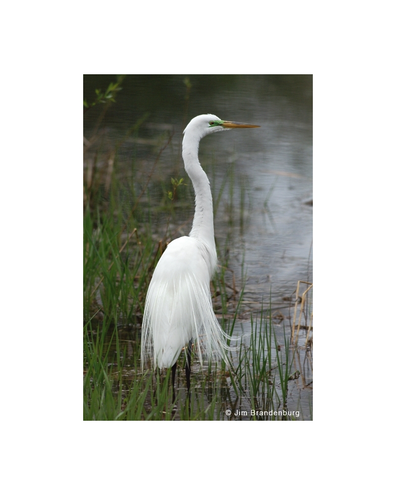 NW596 Snowy egret