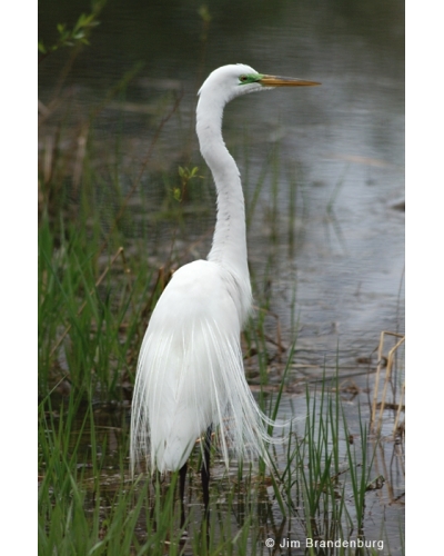 NW596 Snowy egret