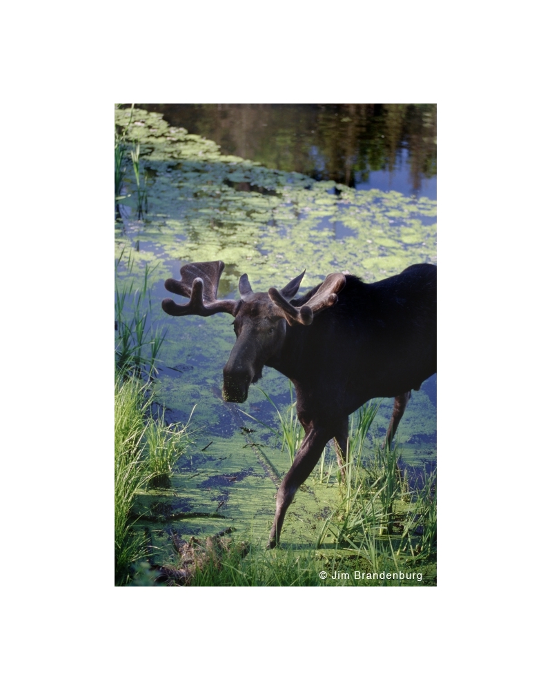 NW600 Bull moose in pond
