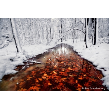 Photo art : northwoods by Jim Brandenburg