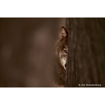 Photo art : Brother Wolf by Jim Brandenburg