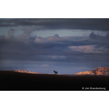 Photo art : Wolves by Jim Brandenburg